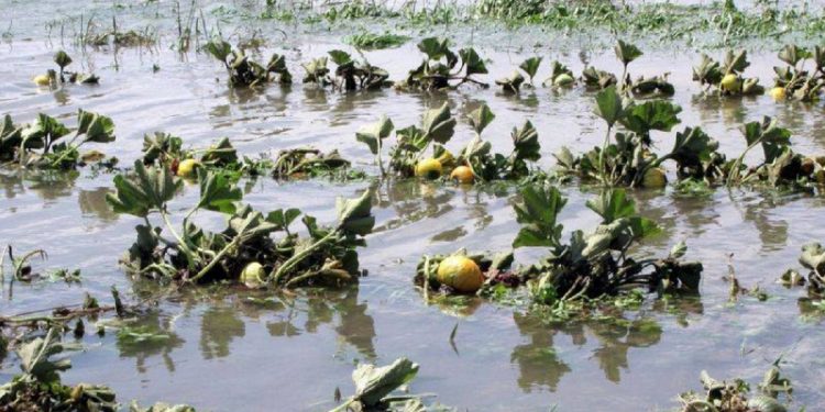 लगातारको वर्षाले तरकारी खेती सखाप