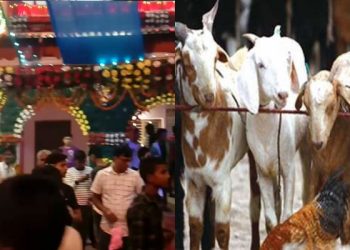यसपाली दशैंमा बोकाबली प्रदान नहुने