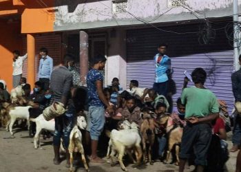 रोक्दारोक्दै राजदेवीमा चढाइयो ८ हजारभन्दा बढी बली
