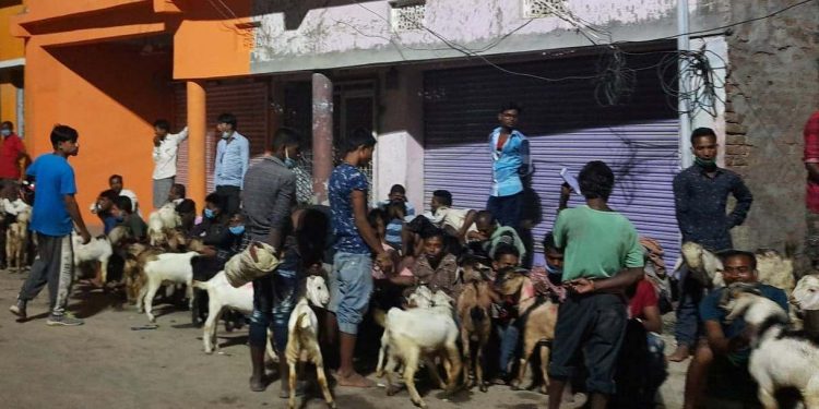 रोक्दारोक्दै राजदेवीमा चढाइयो ८ हजारभन्दा बढी बली