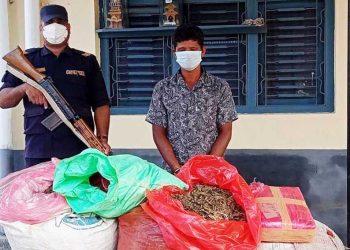 पर्साको पटेर्वाबाट १ सय ३१ किलो गाँजा सहित एक पक्राउ