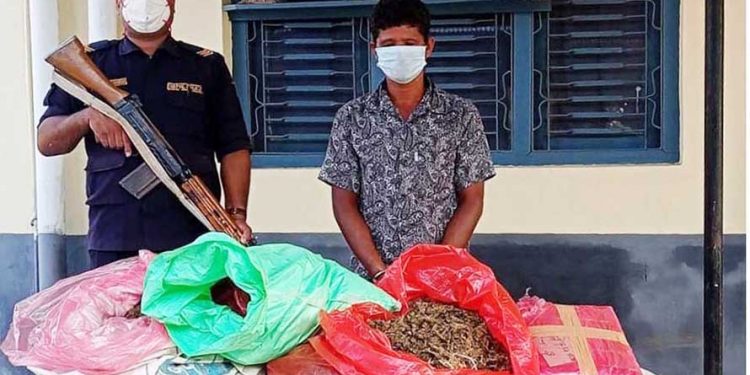 पर्साको पटेर्वाबाट १ सय ३१ किलो गाँजा सहित एक पक्राउ