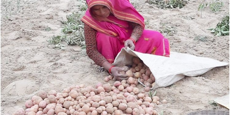गरीबहरुको उत्थानका लागि कमला बगरमा आलू खेती