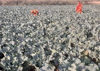 कोभिड प्रभावित विपन्न परिवारलाई सिआईसीले आत्मनिर्भर बनाउंदै