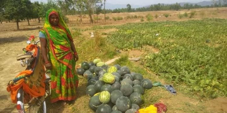 कोभिडबाट प्रभावित गरीबहरुको आयआर्जनका लागि तरबूज खेती
