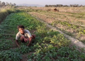 कोभिड १९ प्रभावितका लागि सिआईसीको तरकारी खेती वरदान बन्दै