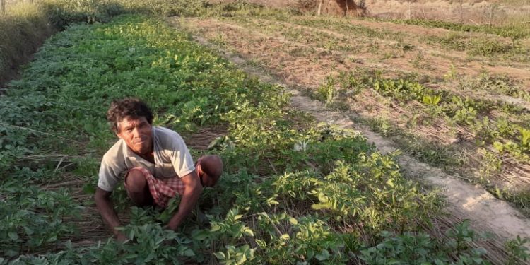 कोभिड १९ प्रभावितका लागि सिआईसीको तरकारी खेती वरदान बन्दै
