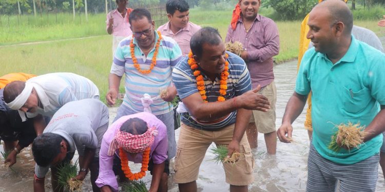 जनकपुरधामले पहिलो पटक मनायो राष्ट्रिय धान दिवस