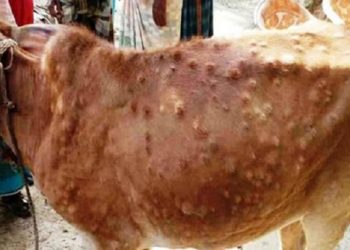 मधेशमा ‘लम्पी स्किन’ भयावह, बेवास्ता गर्दै प्रदेश सरकार